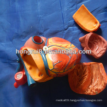 ISO New Style Heart Anatomy Model, human heart